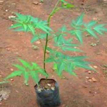 Organic Neem Tree